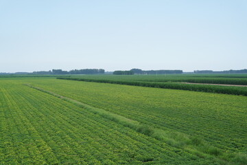 &nbsp;Peanut Field, Peanut plantation fields.