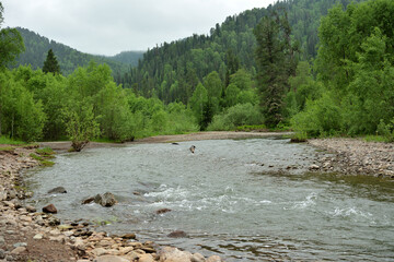 A wide shallow river with rocky banks flows in a swift stream from the mountains through a dense...