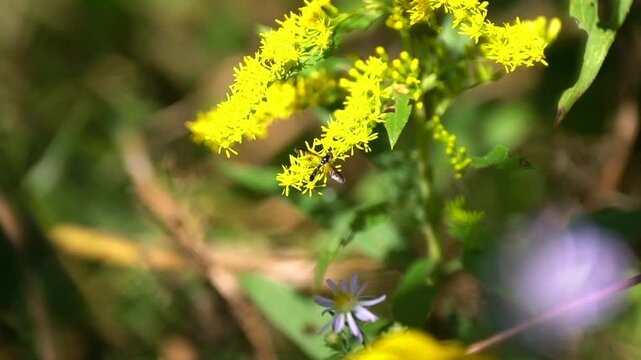 A very tiny, rarely seen Cobalt Hover Fly on Goldenrod in a garden of native wildflowers.