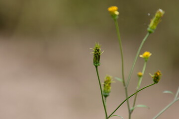 厄介者のコセンダングサ