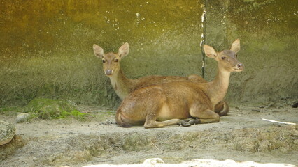 Deer Pacing Inside Zoo Enclosure