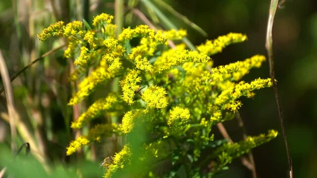 On a sunny day, honeybees and a small black wasp compete to gather pollen on a beautiful yellow stalk of goldenrod in a garden of native wildflowers.