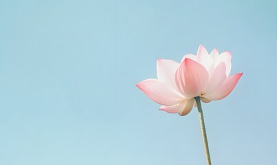 A large pink lotus against a serene background, Generative AI