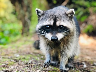 Raccoon