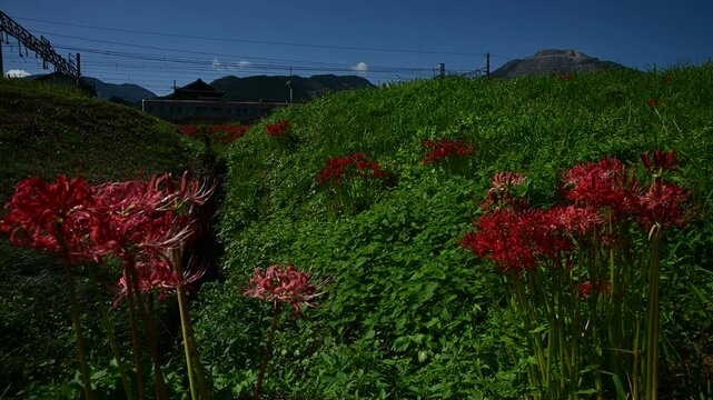 彼岸花の咲く東藤原駅で入換作業をするED45形電気機関車 （三岐鉄道 三岐線 東藤原駅, 2024年10月）