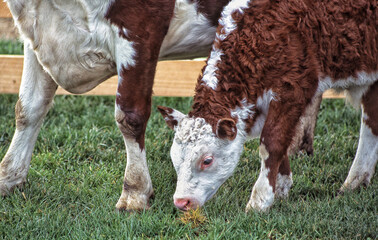Cow and and a calf in a pasture