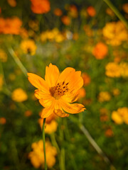 yellow cosmos sulphureus blossoms with stamens and petals in the sunny day in the garden