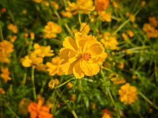 Fototapeta premium one yellow cosmos sulphureus blossoms with stamens in the sunny day