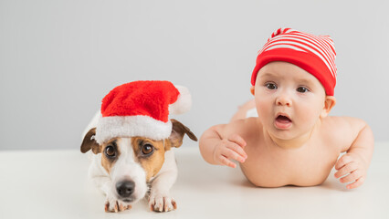 Cute little boy and Jack Russell terrier dog in santa hats on white background. 