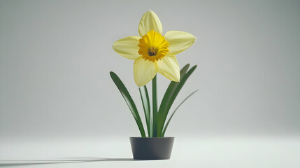Nauture and Flower Background - A vibrant yellow daffodil flower in a pot against a simple background.