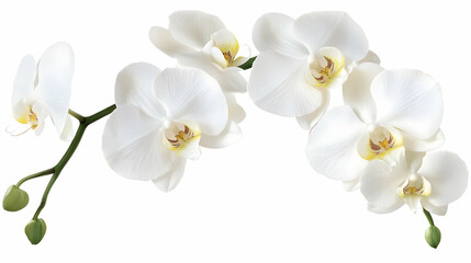 Nauture and Flower Background - A branch of elegant white orchids showcasing delicate petals and vibrant centers.
