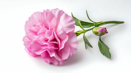 Nauture and Flower Background - A pink carnation flower with green leaves and a bud on a white background.