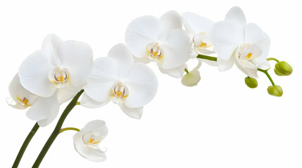 Nauture and Flower Background - A delicate arrangement of white orchids showcasing their elegance and beauty.