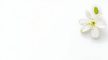 Obraz premium Nauture and Flower Background - A delicate white lily flower on a minimalist background, symbolizing purity and elegance.
