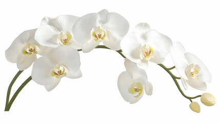 Obraz premium Nauture and Flower Background - A delicate arrangement of white orchids showcasing their elegant petals and natural beauty.