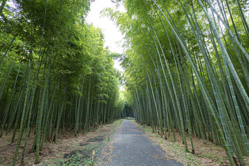 Obraz premium 若竹の杜 栃木県宇都宮市