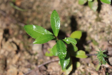 ツヤツヤの葉が輝く小さな苗木