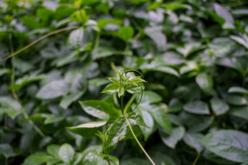 Close-up photo of young green leaves growing