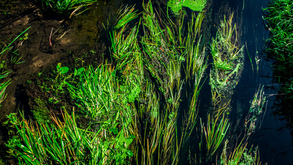 A serene waterway, surrounded by vibrant greenery and stunning reflections of the environment