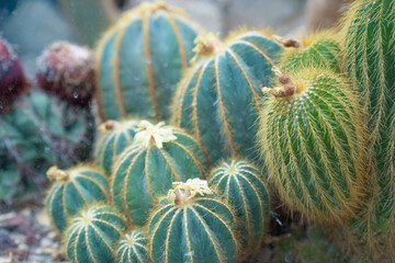 Obraz premium Cactus with vibrant blooms thrive in a sunny garden setting showcasing rich textures and colors during daylight hours. Echinocactus grusonii in botanical greenhouse. Selective focus