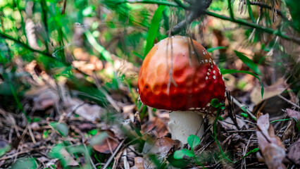 A Vibrant Red Mushroom nestled in the rich and colorful Underbrush of the Forest