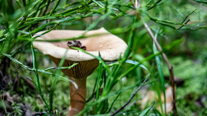 Mushrooms and beautiful Foliage thrive in a Lush and vibrant Forest Setting filled with life