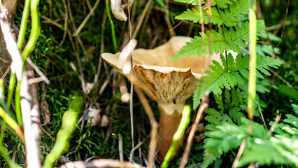 Mushrooms and beautiful Foliage thrive in a Lush and vibrant Forest Setting filled with life