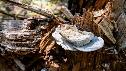 Mushrooms and beautiful Foliage thrive in a Lush and vibrant Forest Setting filled with life