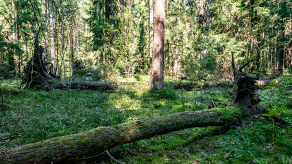 A lush, vibrant green forest filled with fallen trees and beautiful sunlight streaming through