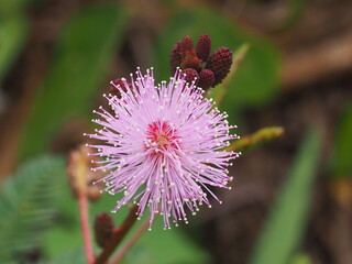 Mimosa pudica