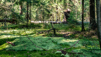 A Serene and Tranquil Forest Landscape Bathed in Sunlight, Surrounded by Lush Green Foliage