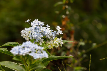 10月末の紫陽花02