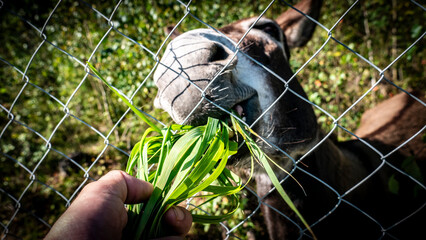 Feeding a lovely Donkey Through a Fence with Fresh and Delicious Greens from Nature