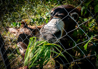 Feeding a lovely Donkey Through a Fence with Fresh and Delicious Greens from Nature