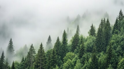 Fototapeta premium A tranquil misty pine forest, with fog hanging low over the ground, creating an atmosphere of calm and stillness.