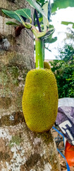 fruit tree