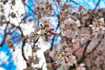 Fototapeta premium 京都 頂法寺 六角堂 咲き始めの美しい枝垂れ桜（しだれ桜）コピースペースあり 日本京都府京都市 Beautiful weeping cherry blossoms just beginning to bloom at Chohoji Temple Rokkakudo in Kyoto with copy space (Kyoto City, Kyoto Prefecture, Japan)