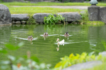 Group of ducks are swimming in a pond.