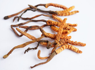 Cordyceps sinensis or Ophiocordyceps sinensis isolated on white background, mushroom herb treatment medicine.