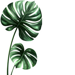 Fototapeta premium Lush Green Monstera Deliciosa Leaves Isolated on Black Background