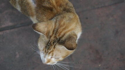 A cat with golden white fur is looking ahead taking a picture of it from the top side

