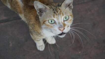 A white and gold patterned cat looks up at the camera
