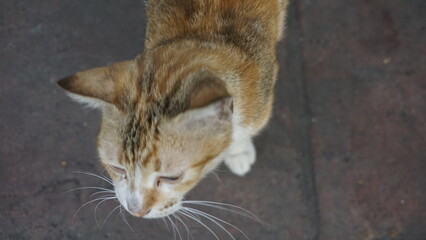 A cat with golden white fur is looking ahead taking a picture of it from the top side
