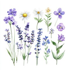 Fototapeta premium A vibrant collection of watercolor flowers celebrating nature's beauty with lavender daisies and more