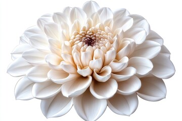 White dahlia flower on a white background. Perfect for greeting cards or floral designs.