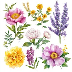 Fototapeta premium A vibrant collection of hand-illustrated floral designs featuring peonies lilacs and wildflowers perfect for nature lovers and art enthusiasts