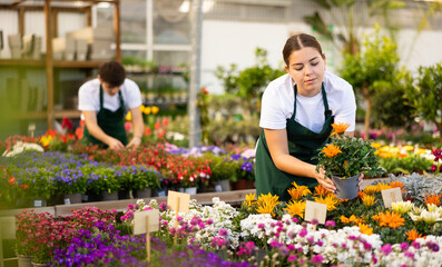 Female sales assistant in flower shop gets acquainted with assortment and carefully examines...