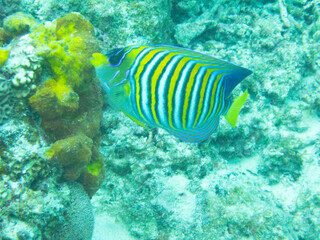 Regal Angelfish