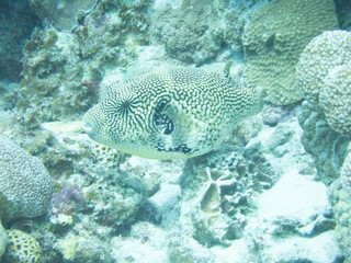 Map puffer
