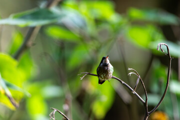A Black-crested Coquette in Costa Rica